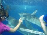  oahu shark cage tour